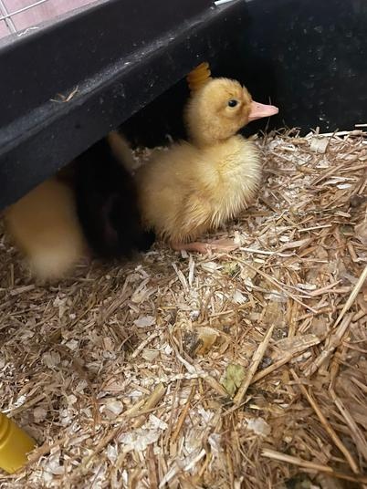 Manford Primary School - Our Ducklings!